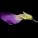 Img.VTax649.ExN.Img8