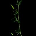 Img.VTax658.ExN.Img5