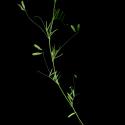 Img.VTax661.ExN.Img2