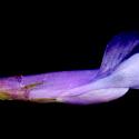 Img.VTax667.ExN.Img7