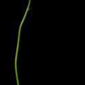 Img.VTax668.ExN.Img4