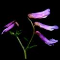 Img.VTax669.ExN.Img2