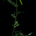 Img.VTax669.ExN.Img4