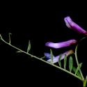 Img.VTax669.ExN.Img8