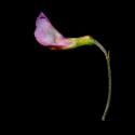 Img.VTax679.ExN.Img3