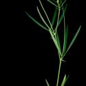 Img.VTax699.ExN.Img1