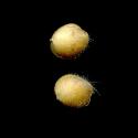 Img.VTax710.ExN.Img7