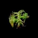Img.VTax769.ExN.Img8