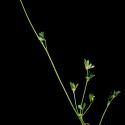 Img.VTax794.ExN.Img8