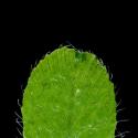 Img.VTax797.ExN.Img8
