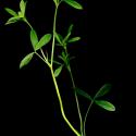 Img.VTax804.ExN.Img3