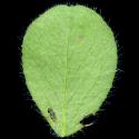 Img.VTax811.ExN.Img7