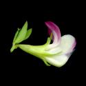 Img.VTax831.ExN.Img6