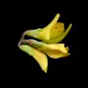 Img.VTax856.ExN.Img8