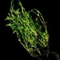 Img.VTax887.ExN.Img7