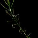 Img.VTax906.ExN.Img6