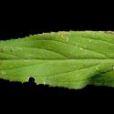 Img.VTax906.ExN.Img7