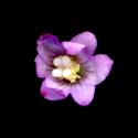 Img.VTax906.ExN.Img8
