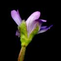 Img.VTax906.ExN.Img9