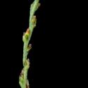 Img.VTax934.ExN.Img7