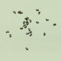 Img.VTax957.ExN.Img4