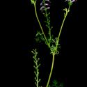 Img.VTax973.ExN.Img8