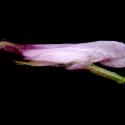 Img.VTax973.ExN.Img9