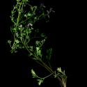 Img.VTax982.ExN.Img7