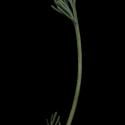 Img.VTax987.ExN.Img5
