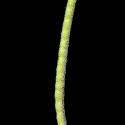 Img.VTax1052.ExN.Img6