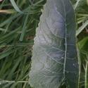 Img.VTax1071.ExN.Img7