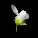 Img.VTax1071.ExN.Img9