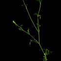 Img.VTax1077.ExN.Img11