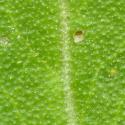 Img.VTax1087.ExN.Img7