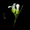 Img.VTax1092.ExN.Img1