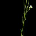 Img.VTax1092.ExN.Img6