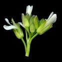 Img.VTax1097.ExN.Img8
