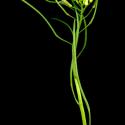 Img.VTax1118.ExN.Img6