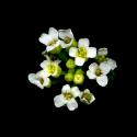 Img.VTax1119.ExN.Img5