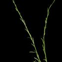 Img.VTax1136.ExN.Img11