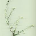 Img.VTax1177.ExN.Img8