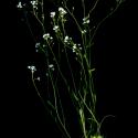 Img.VTax1180.ExN.Img3