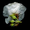 Img.VTax1231.ExN.Img10