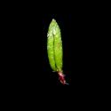 Img.VTax1272.ExN.Img3