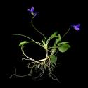 Img.VTax1289.ExN.Img2