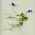 Img.VTax1289.ExN.Img3
