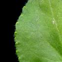 Img.VTax1290.ExN.Img3