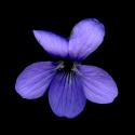 Img.VTax1290.ExN.Img9