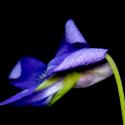 Img.VTax1294.ExN.Img1