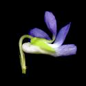 Img.VTax1296.ExN.Img3